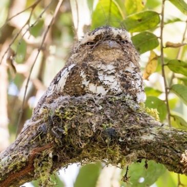 Frogmouths, masters of camouflage