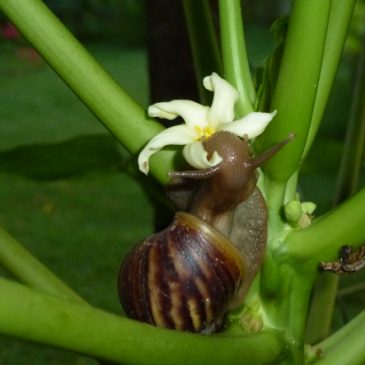 Giant African Snail feeding on papaya flower
