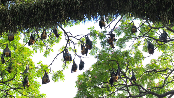 Indian and Malayan Flying Foxes
