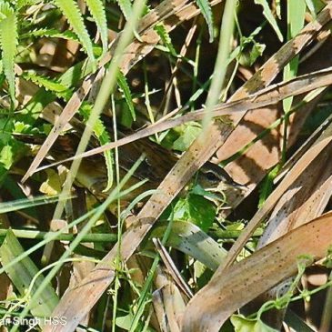 Pallas’s Grasshopper-warbler or Rusty-rumped Warbler