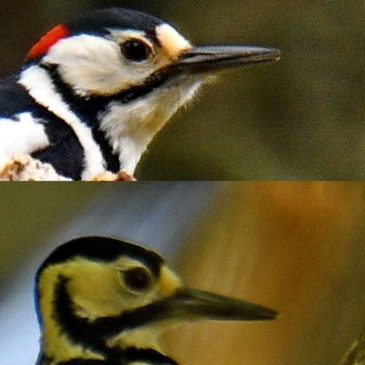 White-backed Woodpecker vs Great Spotted Woodpecker