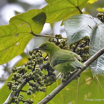 Greater Green Leafbird and Macaranga bancana – another record