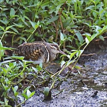 Greater Painted-snipe  – male, crepuscular behaviour