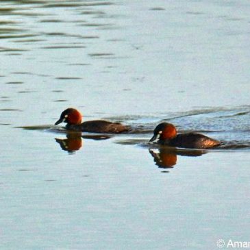 Little Grebe – whinny trill calls, courtship?
