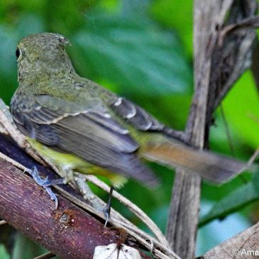 Green-backed Flycatcher – nomenclature and song
