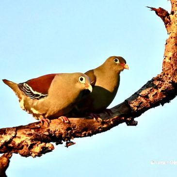 Courtship behaviour of the Thick-billed Green-Pigeon