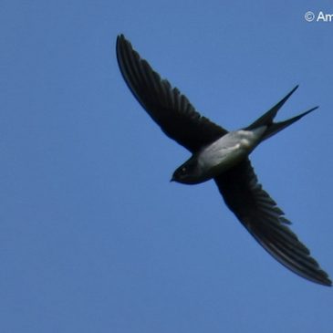 Grey-rumped Treeswift – foraging and nesting