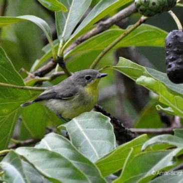 Song of the Golden-bellied Gerygone