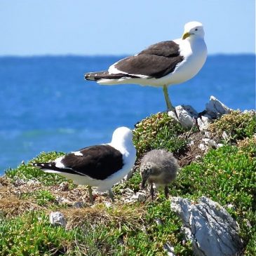 CHICK OF BLACK-BACKED GULL