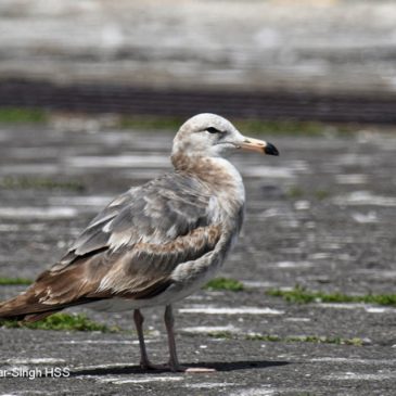 Black-tailed Gull – younger birds