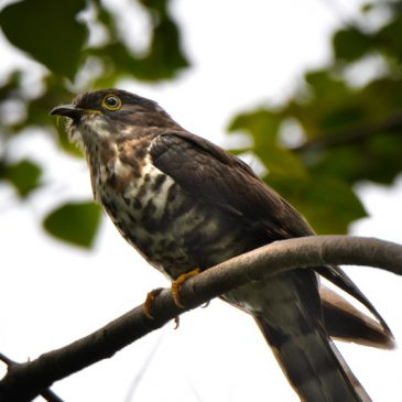Possible Dark Hawk-cuckoo (Hierococcyx bocki)