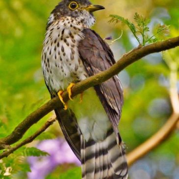 Juvenile Malaysian Hawk-cuckoo Eating Flower