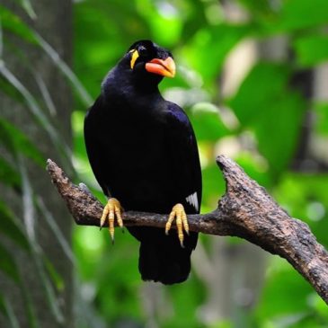Common Hill-myna in danger of being poached
