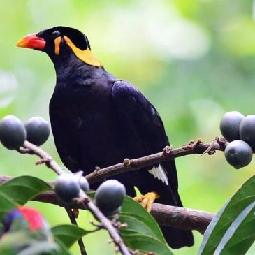 Common Hill-myna eating Canthium glabrum fruits