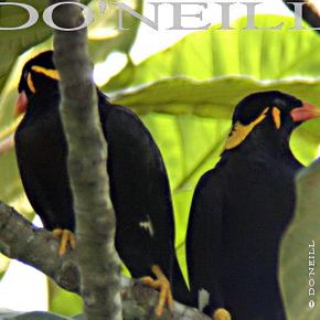 © AN ENCOUNTER WITH COMMON HILL-MYNAS Part 1