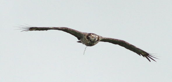 Metal chain on a migratory Oriental Honey-buzzard