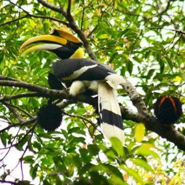 Great Hornbill feeding on Black Durian fruit