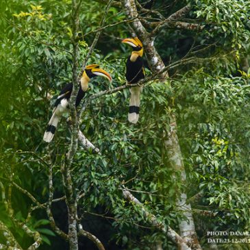 Great Hornbills of Batang Kali-Genting Highlands, Malaysia