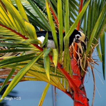 Oriental Pied Hornbills feeding on fruits