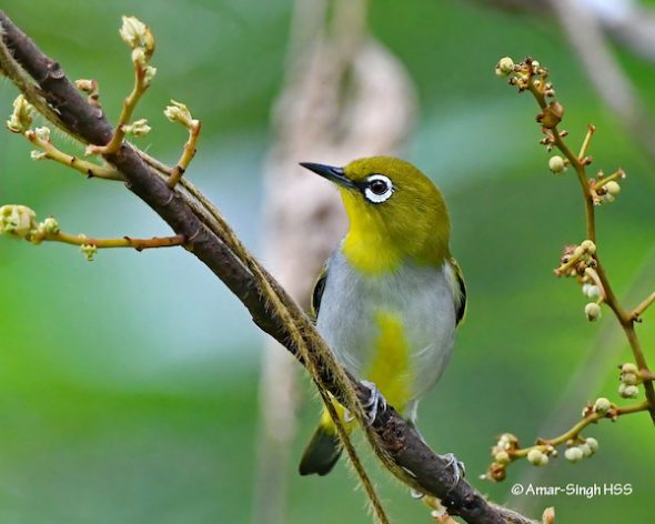 Hume's White-eye - feeding - Bird Ecology Study Group