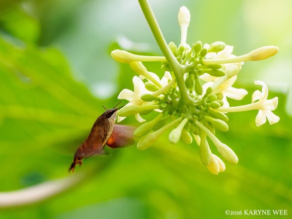 HummingbirdHawkMoth-papaya [KaryneWee].jpu