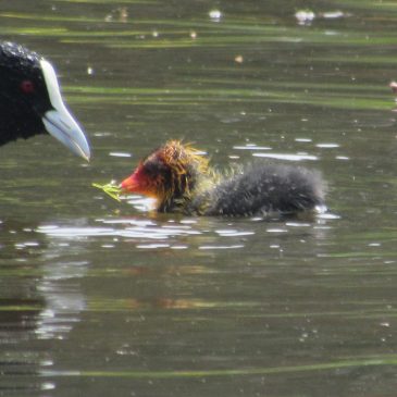 Eurasian coot (Fulica atra) feed young chicks with aquatic plants