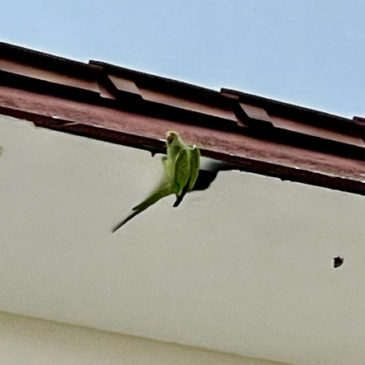 Rose-ringed Parakeets damaging a building