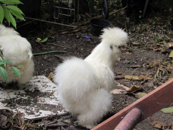 silkie chicken bones