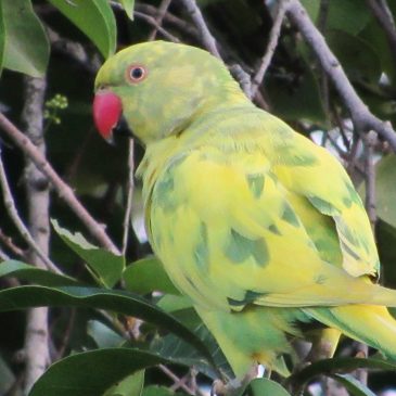 yellow-green parrot