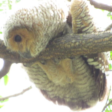 Spotted wood owl (Strix seloputo) family at Pasir Ris Park, Singapore: Part 2