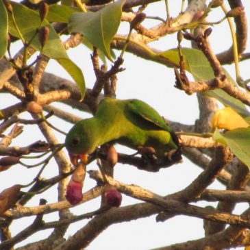 Blue-crowned hanging parrot (juvenile) feeding on nectar of Tabebuia rosea pink