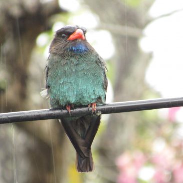 Dollarbird (Eurystomus orientalis) takes delight in the rain