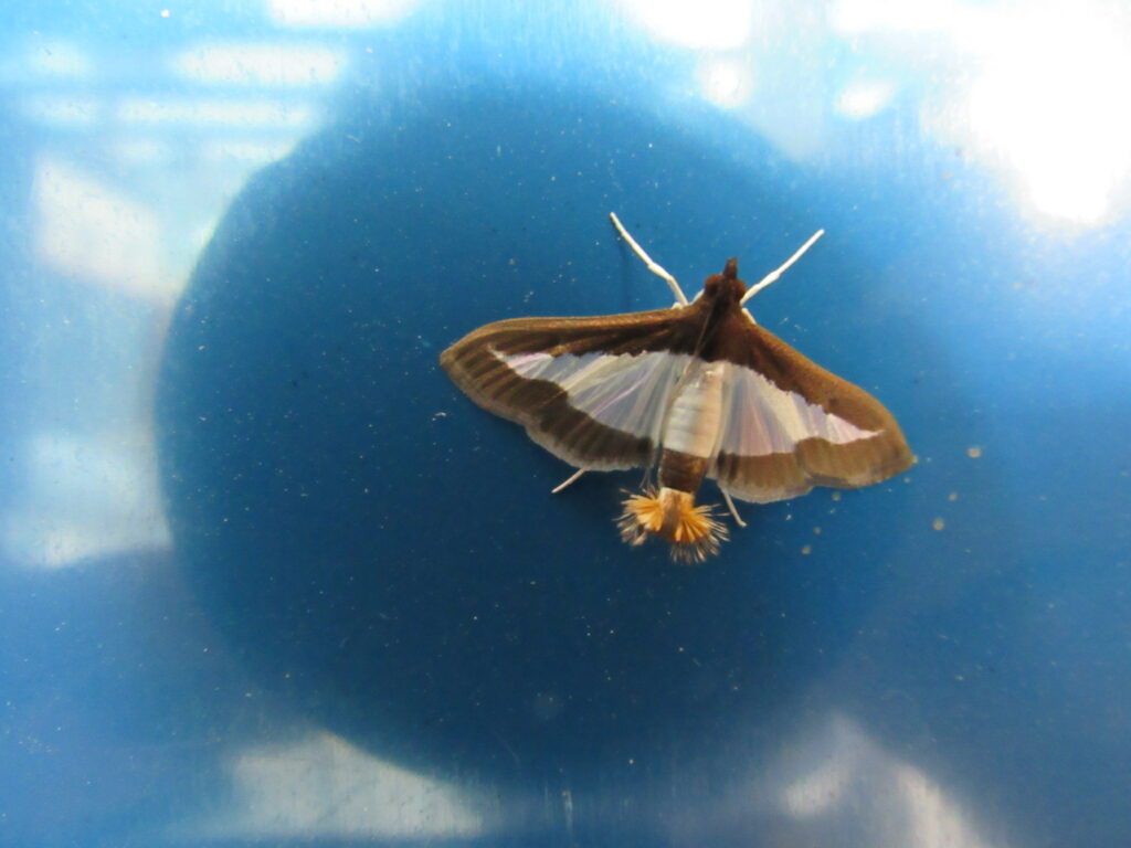 Female Cucumber Moth, Diaphania Indica - Bird Ecology Study Group