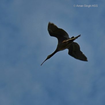 Glossy Ibis: A vagrant in Malaysia