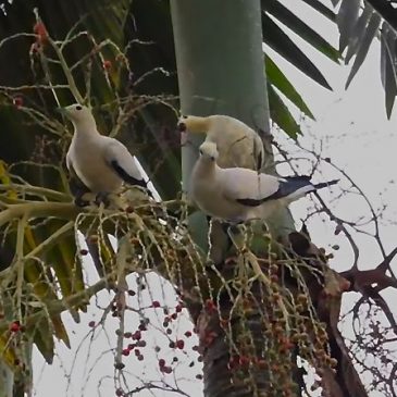 Pied Imperial-pigeon swallowing Alexandra Palm fruits