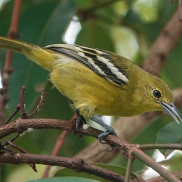 Common Iora juvenile calling to be fed