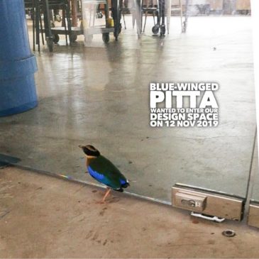 Blue-winged Pitta ended up in Commonwealth Secondary School