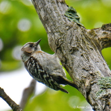 Japanese Pygmy Woodpecker – males