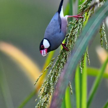 Java Sparrow – observation on numbers and calls