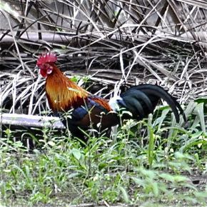 Red Junglefowl: adult male, female, chick and call
