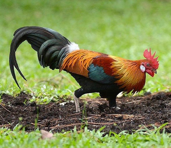 To cull to cull – the Red Junglefowl? - Bird Ecology Study Group