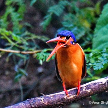 Blue-eared Kingfisher – immature female behaviour
