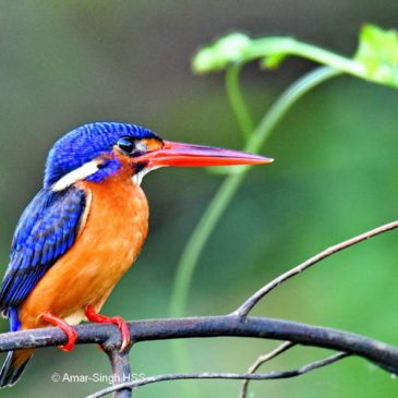 Blue-eared Kingfisher – immature female