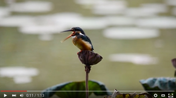 Common Kingfisher casting pellet on video