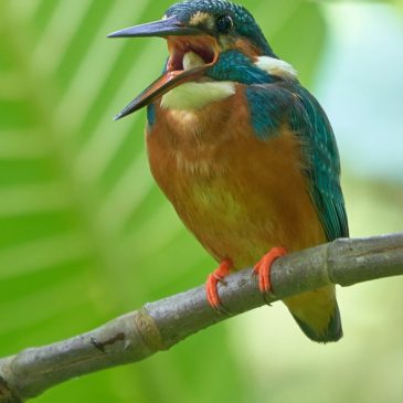 Another Common Kingfisher casting a pellet