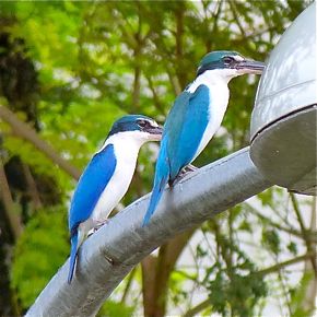 Call and behaviour of the Collared Kingfisher