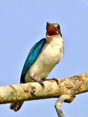 Pellet casting: Collared Kingfisher and possibly, Banded Woodpecker