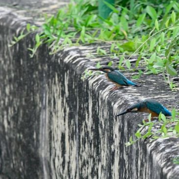Courting Common Kingfishers
