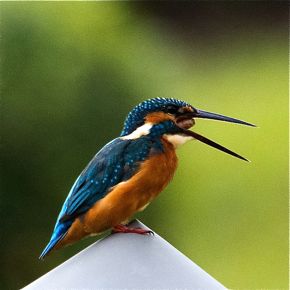 Common Kingfisher casting a pellet