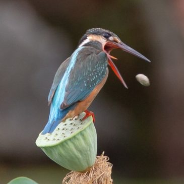 Common Kingfisher casts a pellet